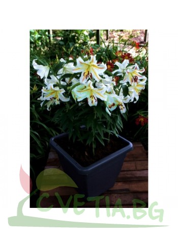 Лилиум " Garden Party " LL77